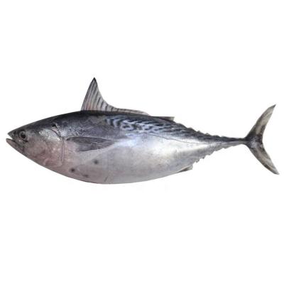 China Nutritious High Quality Bulk Bonito Tuna For Canned for sale