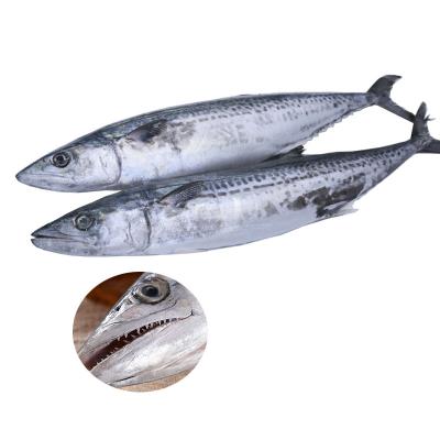 China Seafrozen Tuna Whole Round Nutritious Frozen Bonito for sale