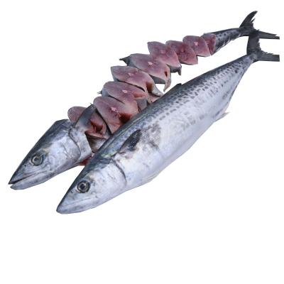 China Tuna Striped Cheap Price Nutritious Yellow Big Size 500g Fin Up Frozen Bonito for sale