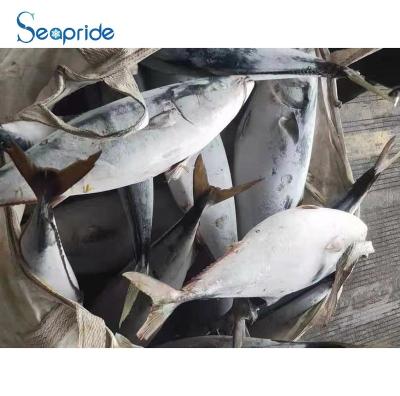 China Iqf Nutritious Whole Top Selling Bonito Skipjack Fish Jelly Sale for sale