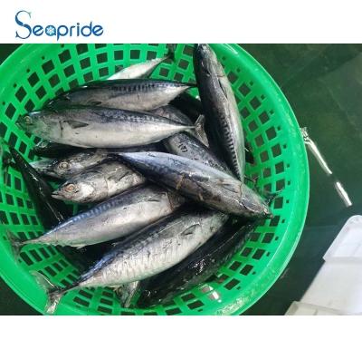 China Nutritious Round Bonito Fish Importer In China for sale