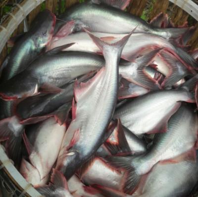 China hot selling FROZEN basa pangasius fish fillet for sale