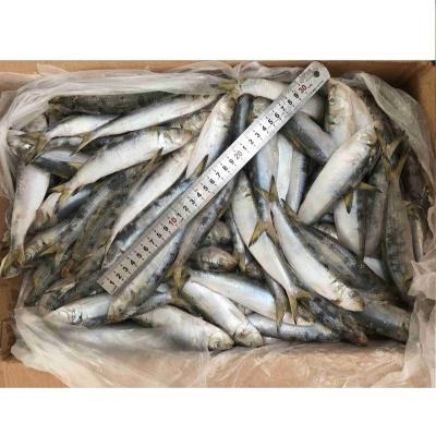 China portion of frozen fish wholesale of sardines for sale