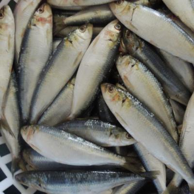 China wholesale frozen sardines fish with good quality block for sale