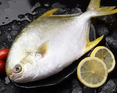 China Pompano Prices Nutritious Frozen Gold Exporter for sale