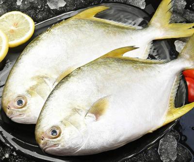 China Wholesale Price FROZEN Golden Pompano Fish for sale