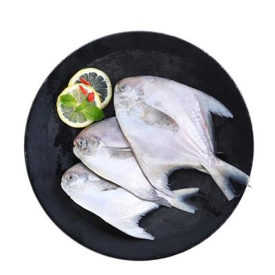 China China IQF Pigfish Frozen White Fish 400-600g/600-800g/800g+ for sale