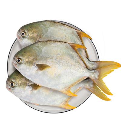 China Good Quality Golden Damselfish Whole Fish With Exporter 400-600g/600-800g/800g+ for sale