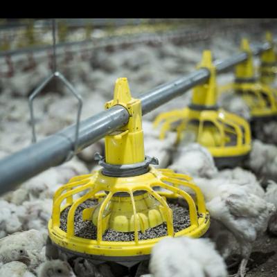 China Broiler Floor Raising Automatic Chicken Poultry farming Broiler Equipment for sale