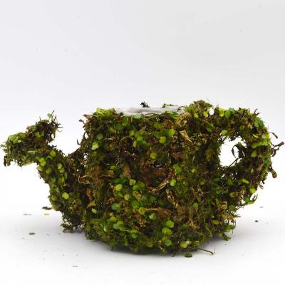 China Modern Garden Decor Home Lichen Basket Moss Kettle Flower Basket Sprinkler Shape for sale