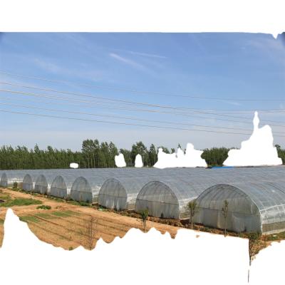 China Film greenhouse film tunnel greenhouse for sale for sale