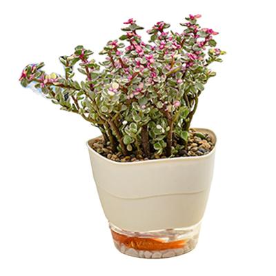 China Factory direct supply modern flower pot multifunctional plastic pots for potted plants for sale