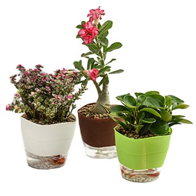 China Multifunctional Hot Selling Single Flower Plastic Flower Pots Manufacturer Dual Use Self-absorbing Flower Pots And Planters for sale