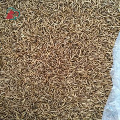 China Birds yellow frozen mealworms for pet birds food for sale