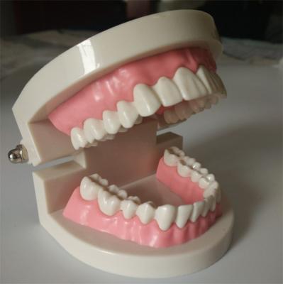 China Modelo padrão Detachable do cuidado de PlasticTeeth do 1:1 à venda