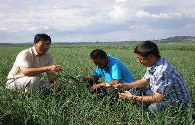 Chine Le légume frais/échalotes asiatiques rouges contient les flavonoïdes et les phénols, l'odeur forte de l'oignon à vendre