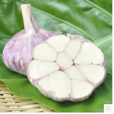 China Fresh Garlic Se enriched garlic China shandong jinxiang garlic red garlic for sale