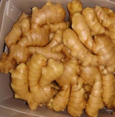 China Fresh Ginger for sale