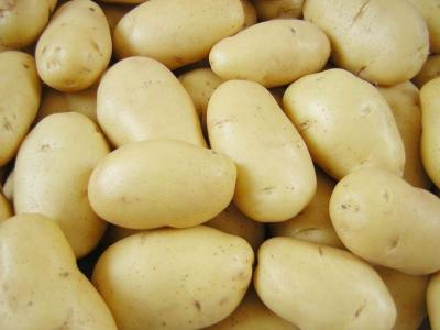 China Batata doce amarela madura da Holanda do bom gosto saco da malha de 10 quilogramas à venda