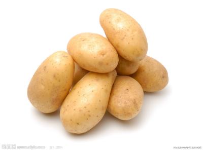 China Long Shape Smooth Holland Potato 200 To 300 g , 10 kg / Mesh Bag for sale