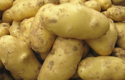 China Pure Natural Fresh Holland Potato Yellow Flesh , Thin Skin For Human Health for sale