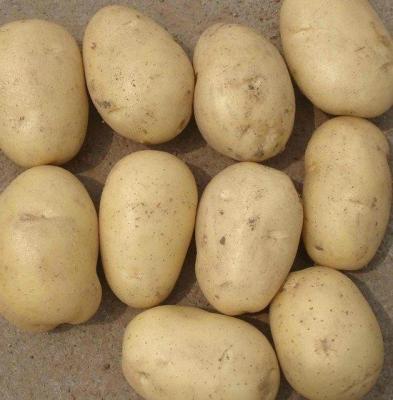 China New Fresh Holland Potato for sale