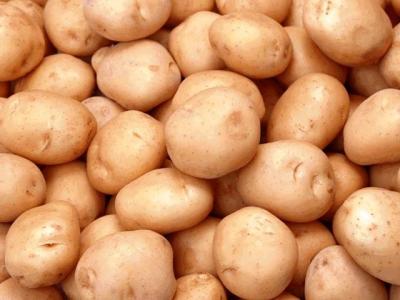 China batatas frescas de holland da exploração agrícola da cor amarela brilhante e da pele lisa à venda