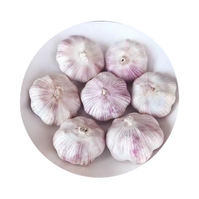 China Natural Fresh White Garlic Pure Chinese Pure White 3p Garlic for sale