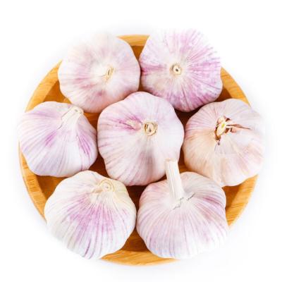 China Vacuum Packed Fresh High Quality Fresh Peeled Garlic Peeled Garlic For Sale With Good Price Wholesale Peeled Garlic for sale