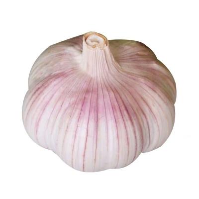 China Wholesale high quality fresh chinese fresh garlic garlic export for sale