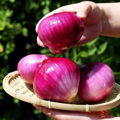 China Organic Fresh Organic Red Onion Natural Natural Lowest Price for sale