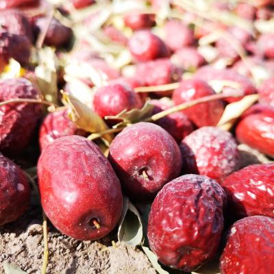 China NC 25 AD Xinjiang Red Dates Best Selling Chinese Factory Organic Dry Soft Jujube Dates Bulk Packing for sale