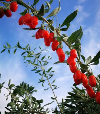 China The beeren import picking dry goji for pflanzen prickly berry in china berry red goji for sale