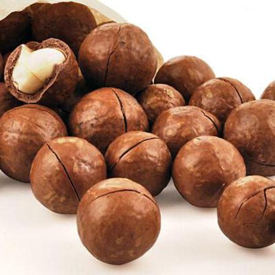 China OEM Factory Supply 2022 Cultured Dry Hot Sale Chinese High Quality Whole Raw Roasted Australia Hazelnut With Cheap Price for sale