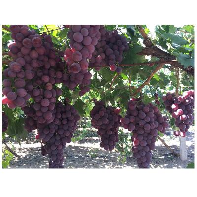 China Red globe of fresh fresh grapes for sale