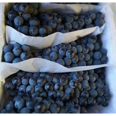 China Xinjiang giant maximum seedless grapes of seasonal black sand wholesale fresh summer for sale