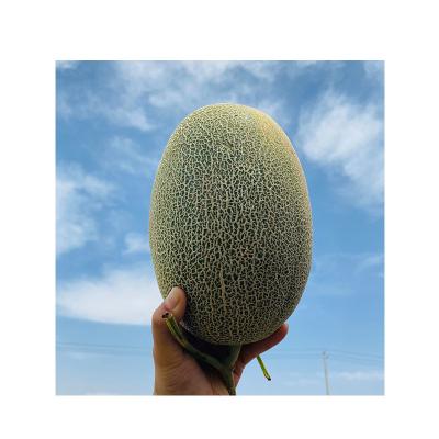 China Xinjiang sweet melon hami long fresh sunshine juicy for sale