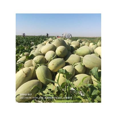 China 2021 Xinjiang China fresh delicious health hami sweet melon for sale