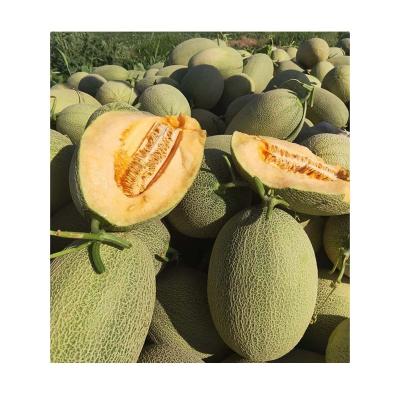 China Fresh from xingjiang chian green skin hami fresh sweet melon for sale