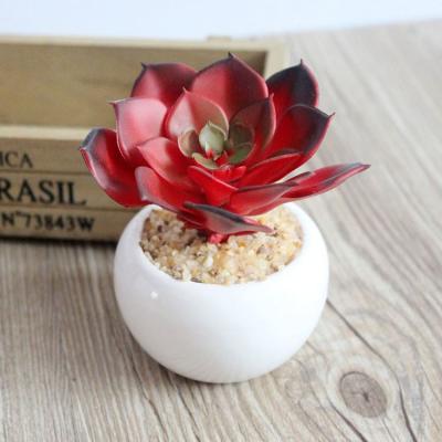 China Wholesale Decoration Plant Mini Potted Succulents Plants High Quality for sale