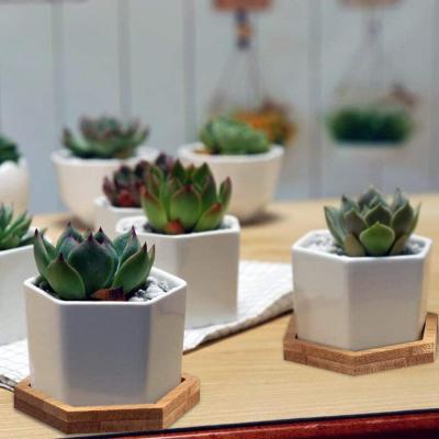 China Decorating Plant Succulent Pots, Mini Succulent Planter, OAMCEG 2.75 Inch Set of 6 for sale