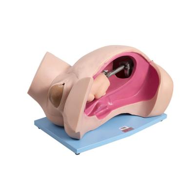 China General Doctor Advanced Simulator PVC GD/F6 Pregnant Woman Delivery Mechanism Demonstration for sale