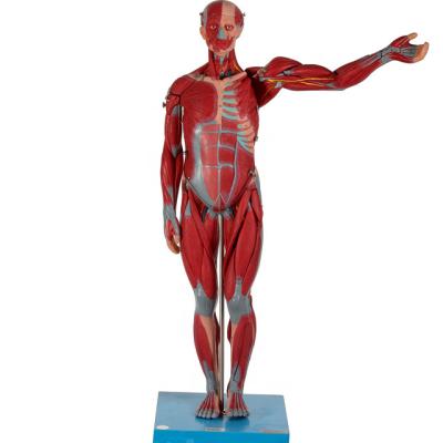 China GD/A11301/2 Hospital Medical Science Human Muscles Anatomical Model with Internal Organs for sale