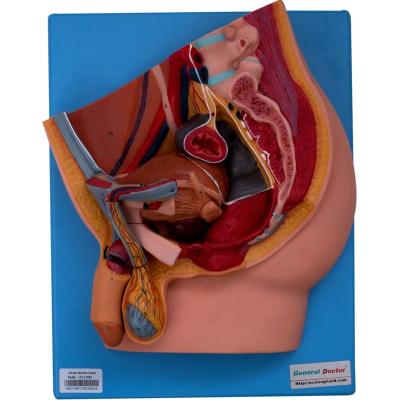 China GD/A15101 Advanced Anatomical Midsection of Male Pelvis Model (Anatomical Model) for sale