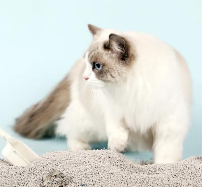 China Wholesale Viable Porcelain Bentonite Cat Litter Bentonite Sand For Cat Litter for sale