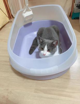 China Factory viable tofu cat litter haosen cat litter tofu cat litter box toliet with scoop for sale