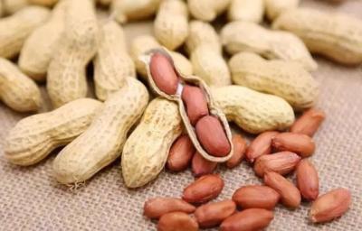 Chine Goût croustillant de matériaux de texture dure Nuts crue originale d'arachides bon pour l'estomac à vendre