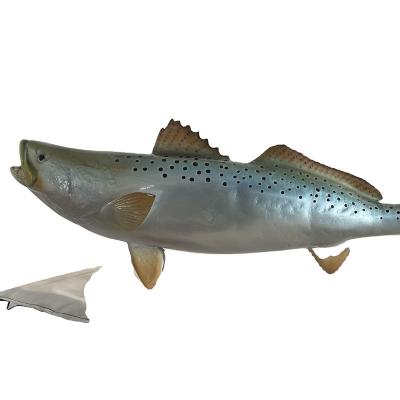 China Modern Interior Decorations Inside Outside Sea Trout Double Sided Fish Decor Home Decor Taxidermy Fish for sale