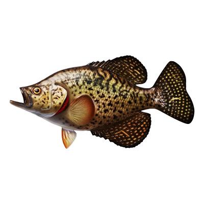 China Europe Factory Supply Great Price Fiberglass 48x6x28 Dcr17lh Crappie Room Fish Wall Craft Hanging Decoration for sale