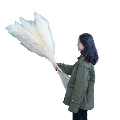 China Fashional Amazon Success Fake Home Decoration Big Pampas Natural White Brown Dry Grass Artificial Plants for sale